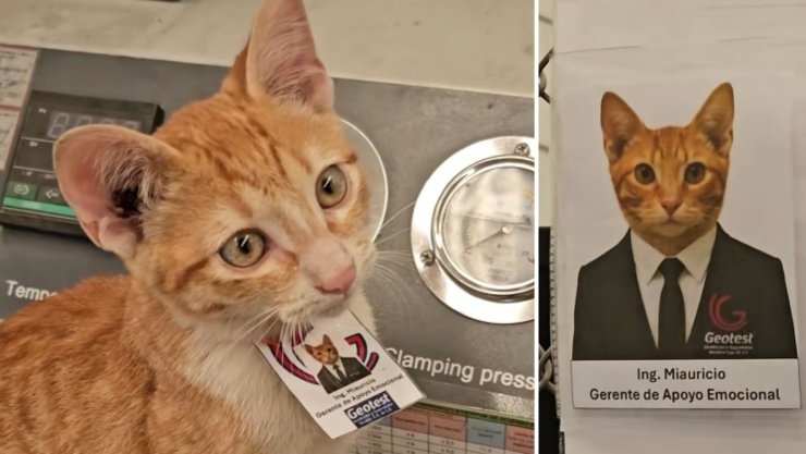 ingeniero Miauricio.png