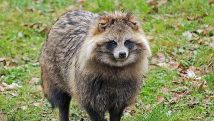 Perros mapache nuevos culpables de brote de COVID 19