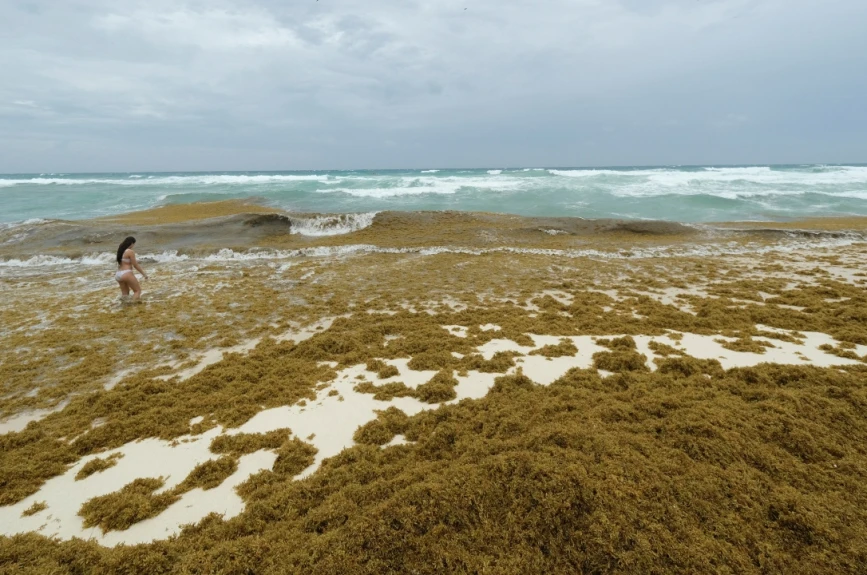 Alerta máxima en la Costa Maya de Quintana Roo: Playas de Mahahual y Xcalak invadidas de Sargazo; más de 3 mil toneladas afectan al turismo y la vida marina.