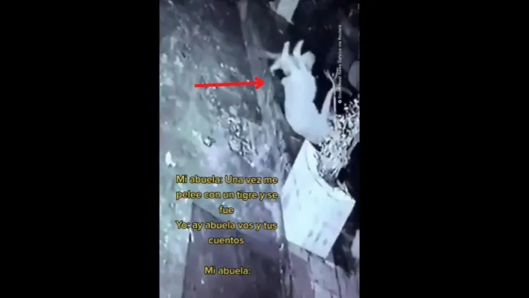VIDEO: Abuelita se pelea con tigre, este fue el desenlace