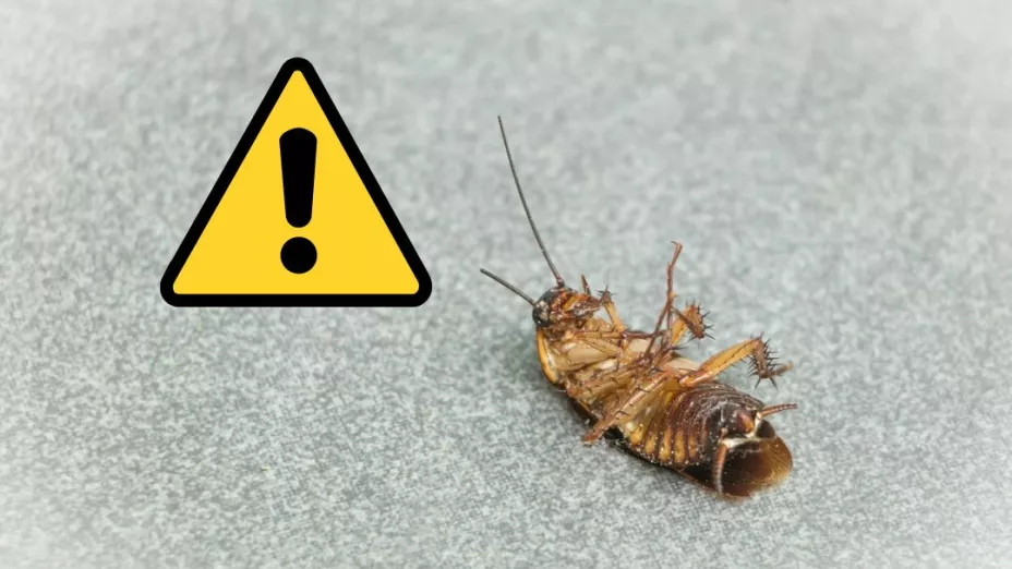 ¿Cuáles son los tips para acabar con las cucarachas de casa en temporada de calor?