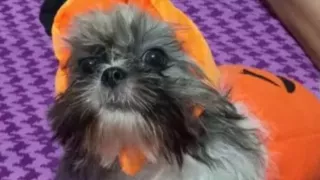 ¡Se lo llevaron! Hombres saquean casa y se roban hasta el perro Así pasó .jpg