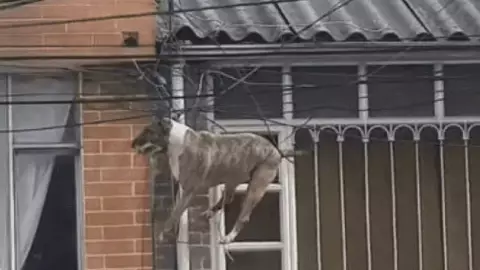 VIDEO_ Perro queda enredado en cables de luz por perseguir a un gato