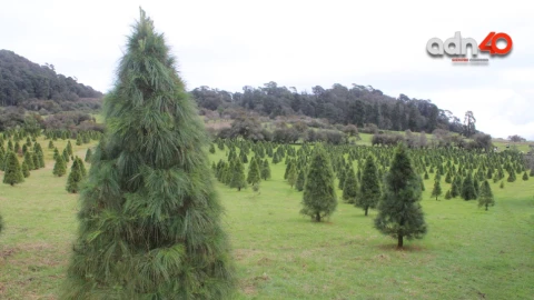 árboles naturales que se pueden usar para Navidad