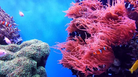 Las maravillas del arrecife de coral de Quintana Roo
