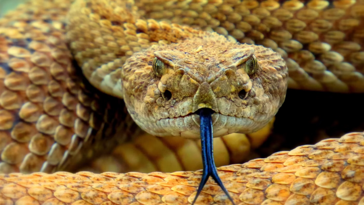picadura cascabel.png