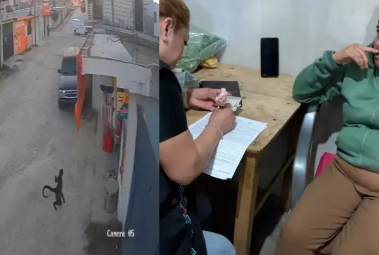 Mono araña ataca a mujer