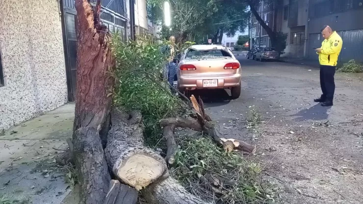 &Aacute;rbol cae sobre autom&oacute;vil en la alcald&iacute;a Benito Ju&aacute;rez, CDMX: Mientras Dorm&iacute;a