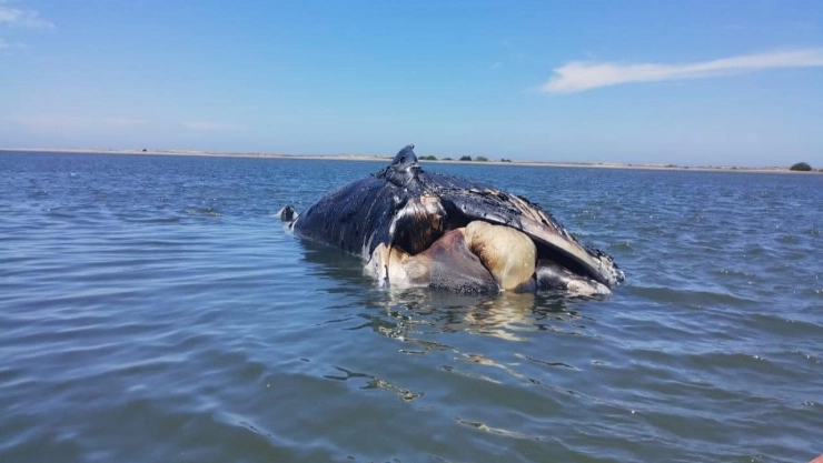 La ballena mide 10 metros de largo, por tres metros de ancho.