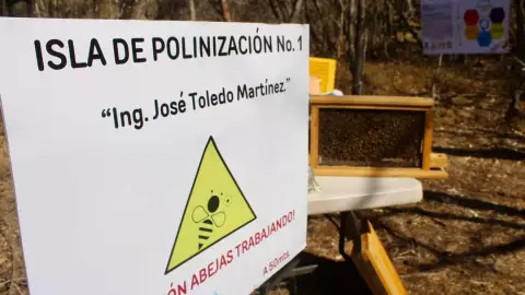 Refugio de abejas en El Texcal