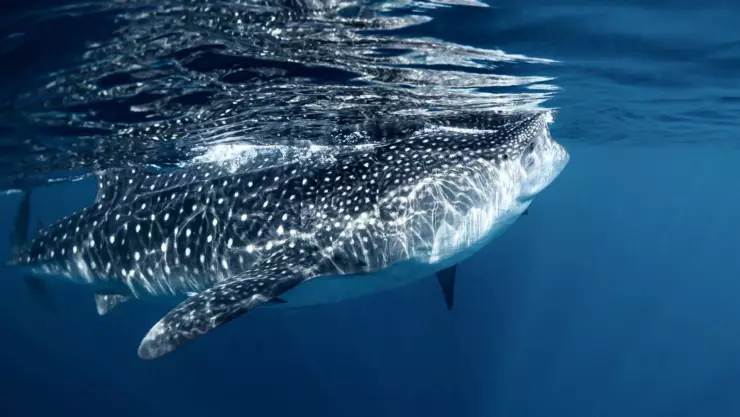 ¿Por qué se celebra HOY 30 de agosto el Día Internacional del tiburón ballena?