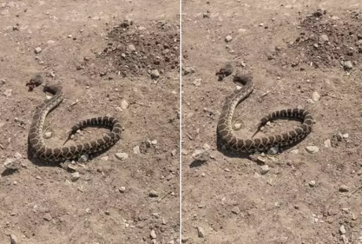 Otra serpiente en Tijuana: después del caso de Presidentes y Playas, pero esta sí es peligrosa 

