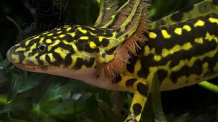 ajolote tarahumara
