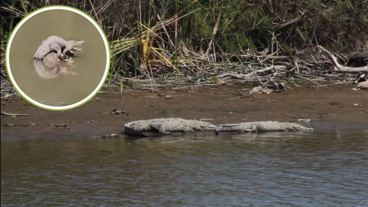 Cocodrilos en Culiacán