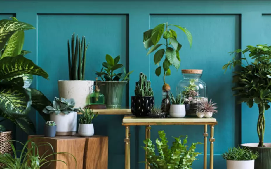 Estas plantas de interior harán ver su hogar más bello