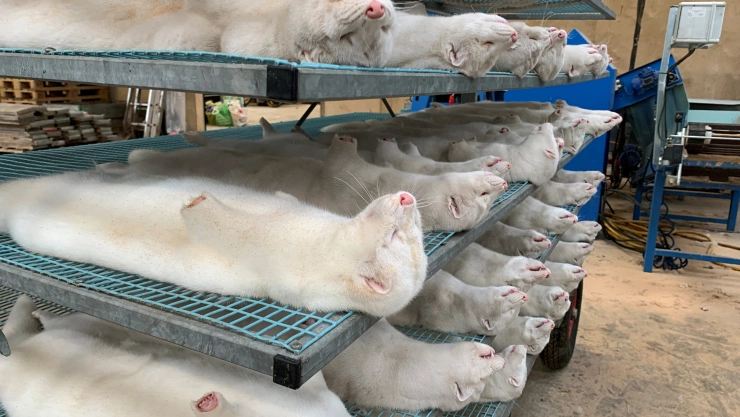 Matan a visones por mitación de covid-19