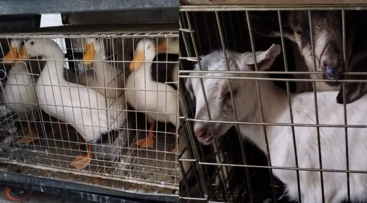 Recatan a más de 900 animales encerrados en predio de Ecatepec, Edomex; había reptiles y aves
