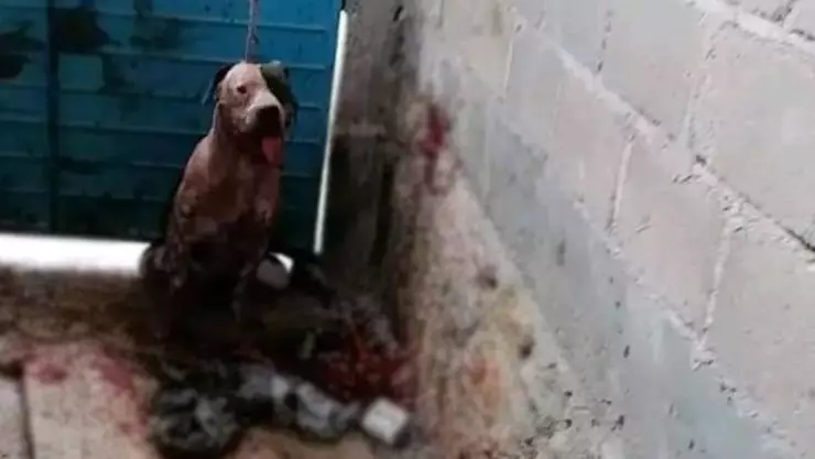 Pitbull casi arranca el brazo de un ladrón; piden sacrificarlo