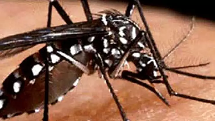 Mutación del mosco del dengue llega a la Sierra 