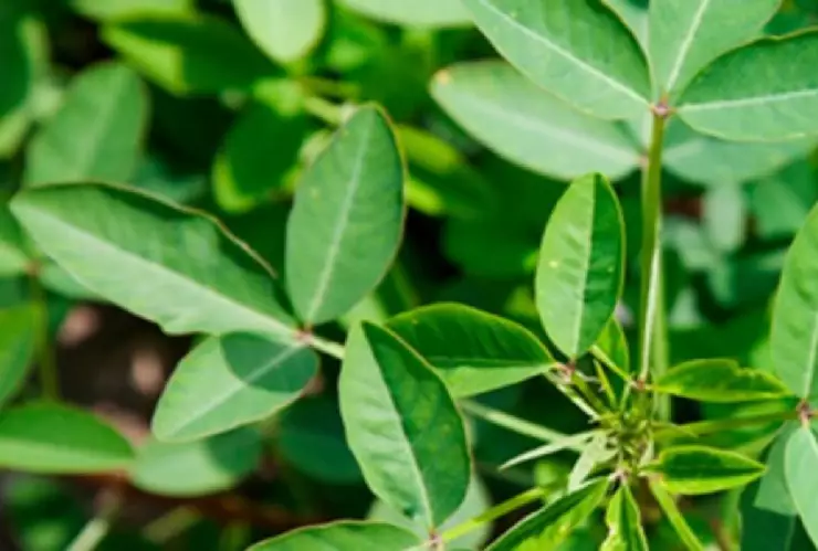 ¿Qué significa Chipilín? Este es origen de la palabra mexicana