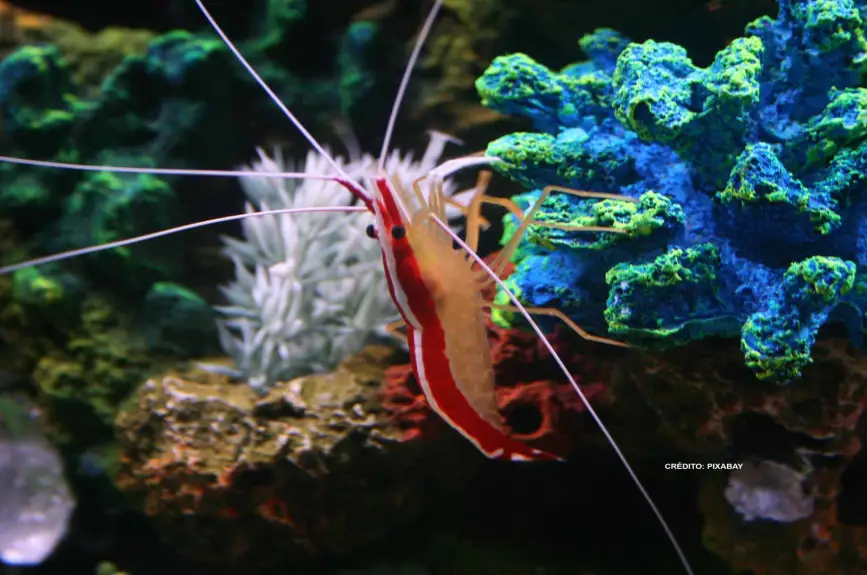 buscando-a-nemo