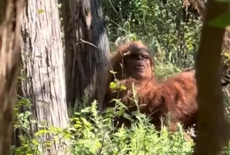 Pie grande en el Bosque