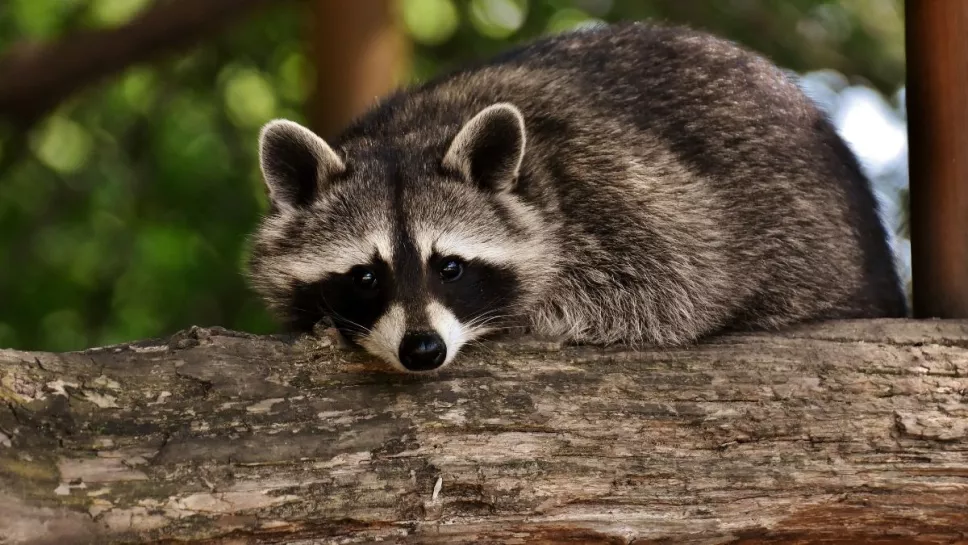 Mapache, reacción, video.jpg