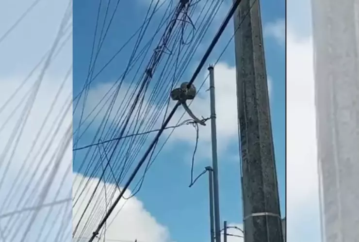 VIDEO ¿Qué es eso Hallan boa en Cancún sobre cableado eléctrico