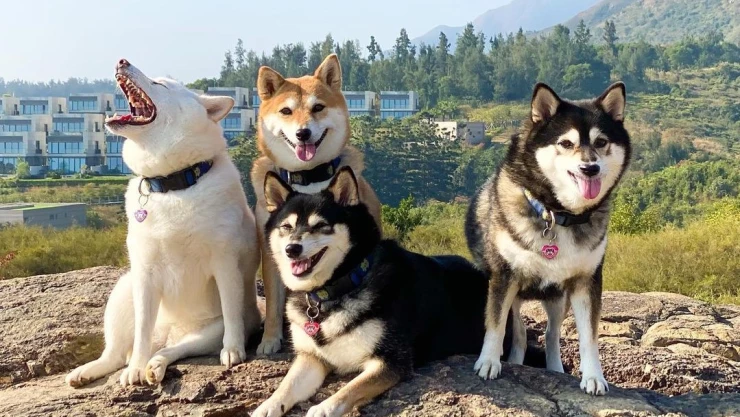 fotos familiares perritos shiba inu.jpg