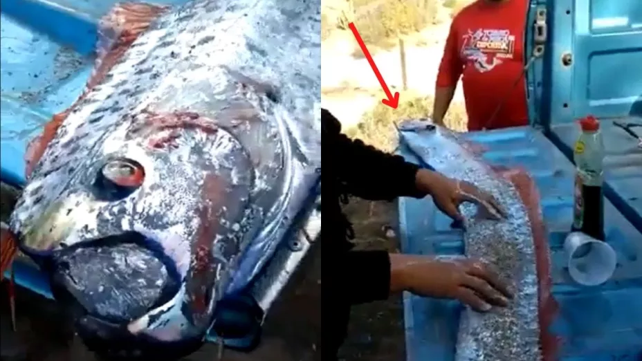 VIDEO Aparece en costas de Sinaloa pez remo que predice catástrofes
