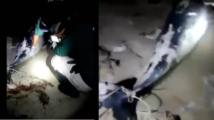 Hallan delfín muerto en orilla de las playa Chelem