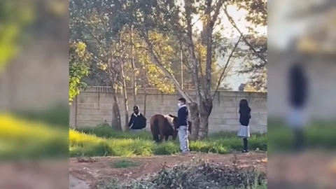 Alumno acude con yegua a escuela.