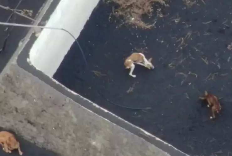 perros-la-palma-rescate