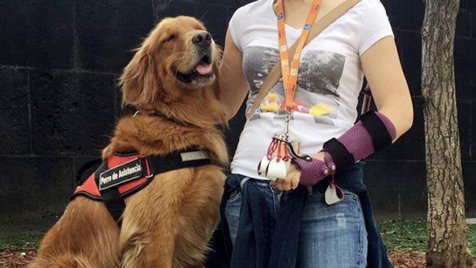 Golden-retriever.png