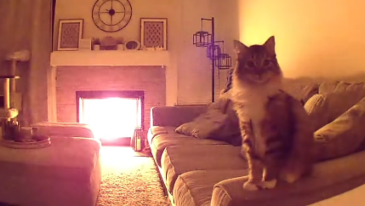 Gatito héroe salva a su familia de un incendio gracias a cámara de seguridad.png