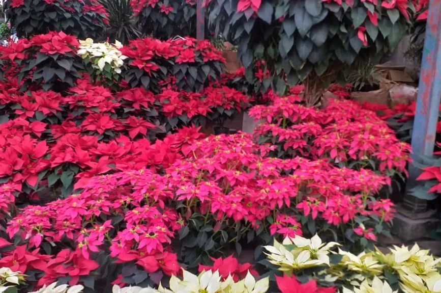 En estos mercados de flores puedes comprar nochebuenas en la CDMX