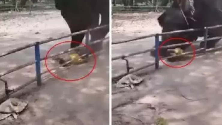 VIDEO_ Adolescente es aplastado por un elefante en Bangladesh.jpg