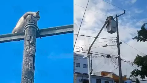 ¡No pudo bajar! Rescatan a un gatito en Cancún; tenía 4 días atrapado en un poste