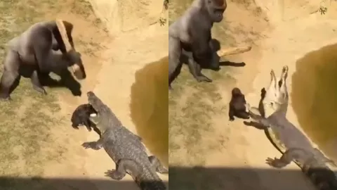VIDEO | Gorila golpear con un palo a un cocodrilo para salvar a su bebé y se vuelve viral
