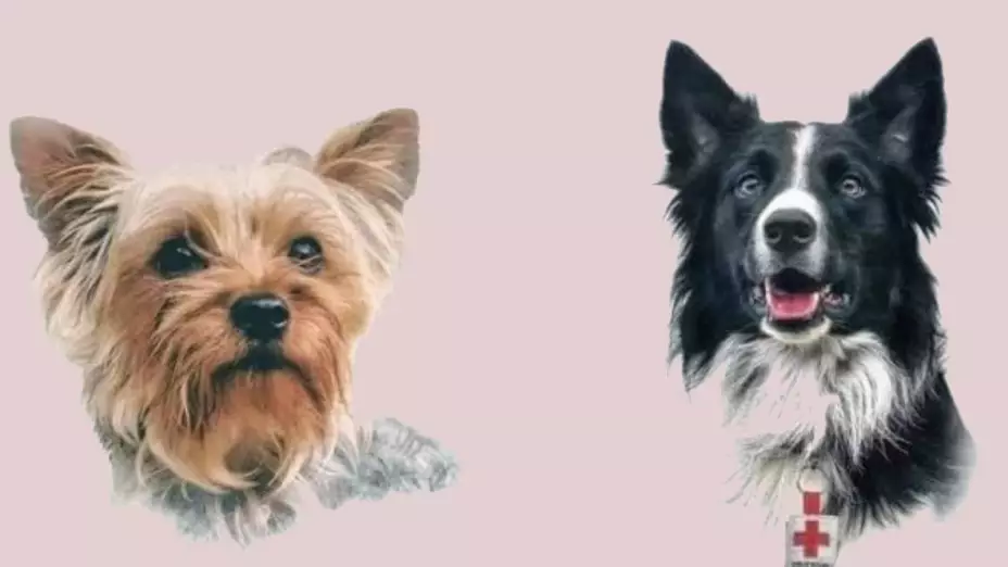 perros rescatistas Athos y Tango.jpg