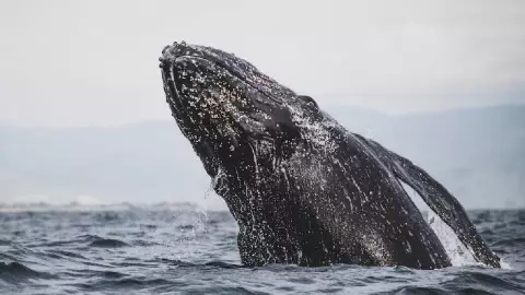 Aumenta el avistamiento de la ballena gris en Baja California Sur
