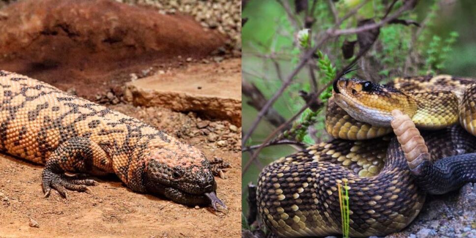 animales venenosos Mexico