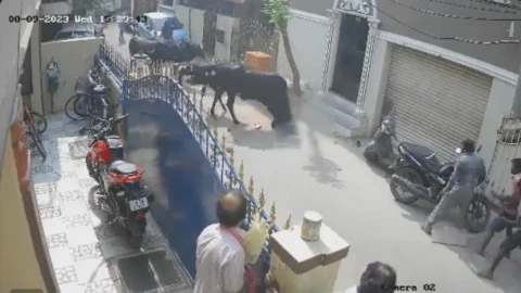 Video-Vaca-embiste-a-niña-en-India-Dueño-ya-fue-detenido