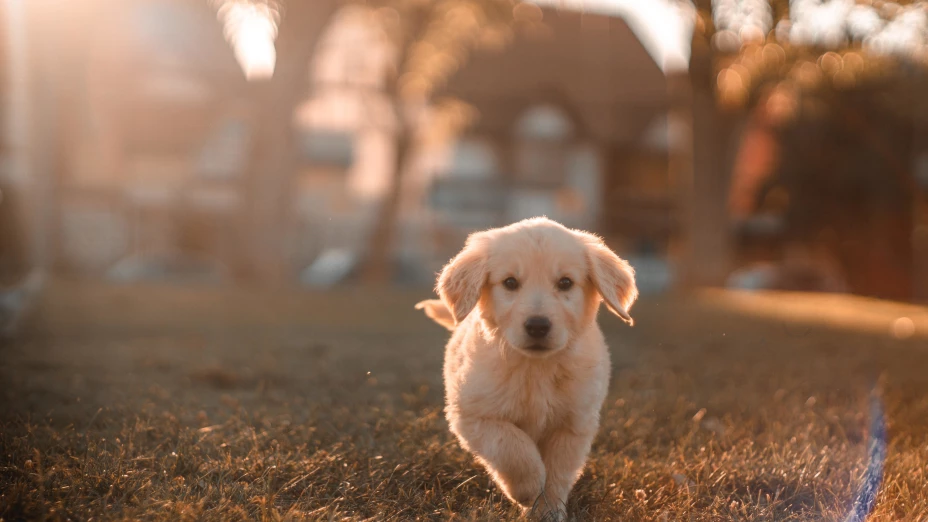 alimento perrito