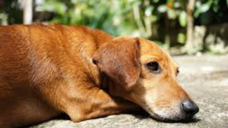 Imagen ilustrativa de un perro en la acera. Imagen: Pxinio