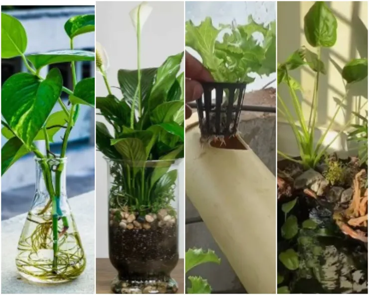 plantas de agua con pidras