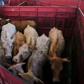 Cabezas de ganado en una feria ganadera en Hermosillo, Sonora.