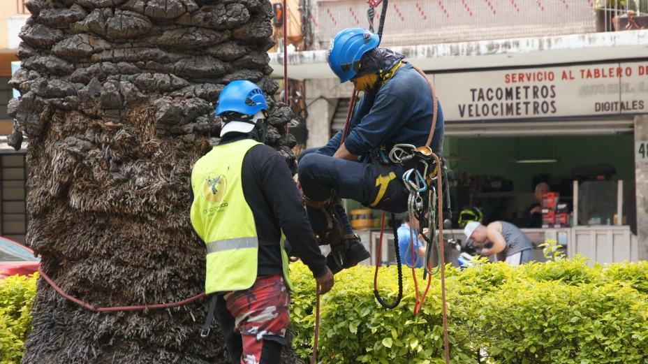 Informa Sedema sobre sustitución de palmeras en la alcaldía Benito Juárez.jpg