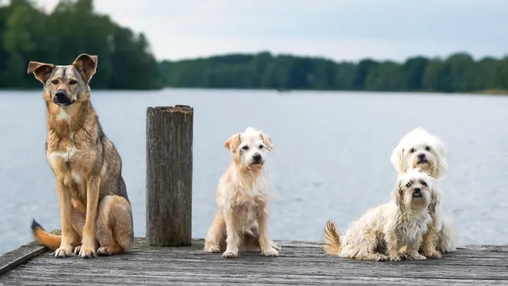 El truco para quitar los pelos de perro y gato de la ropa