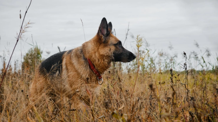 Comandante perro de Joe Biden muerde a otro agente del Servicio Secreto